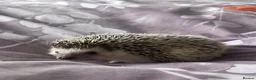 Pygmy Hedgehog rodents for sale: Hettie the Hedgehog - Advert 3