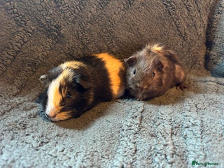 Guinea Pig rodents 2 beautiful girls - Advert 22