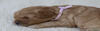 Cavapoo Puppy 5
