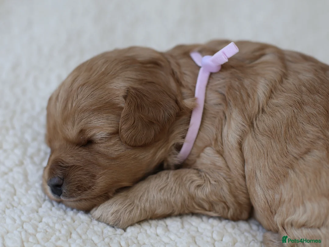 Cavapoo dogs for sale: 5*Licensed+DNAtested+Vetchecked+Red+Apricot+Cream - Advert 30