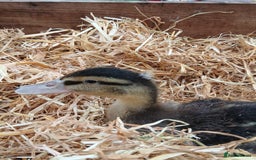 Ducks poultry for sale: Mixed Colour Ducklings for sale - Image 6