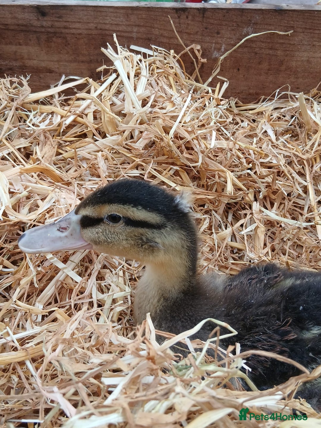 Ducks poultry for sale: Mixed Colour Ducklings for sale - Image 6