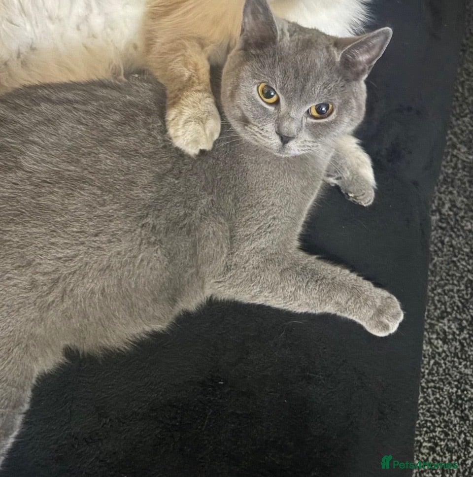 British Shorthair cats Beautiful British shorthairs  - Advert 5