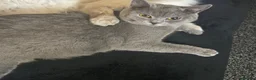 British Shorthair cats for sale: Beautiful British shorthairs  in Newark - Advert 1