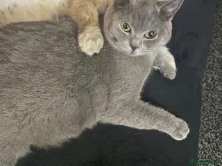 British Shorthair cats Beautiful British shorthairs cross Scottish fold - Advert 14