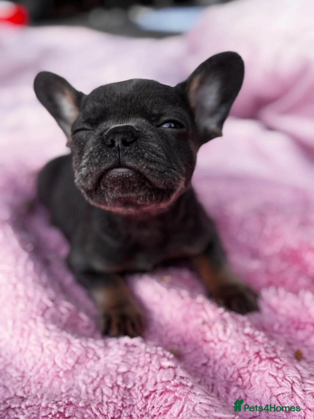 French Bulldog dogs for sale: Beautiful female - Advert 2