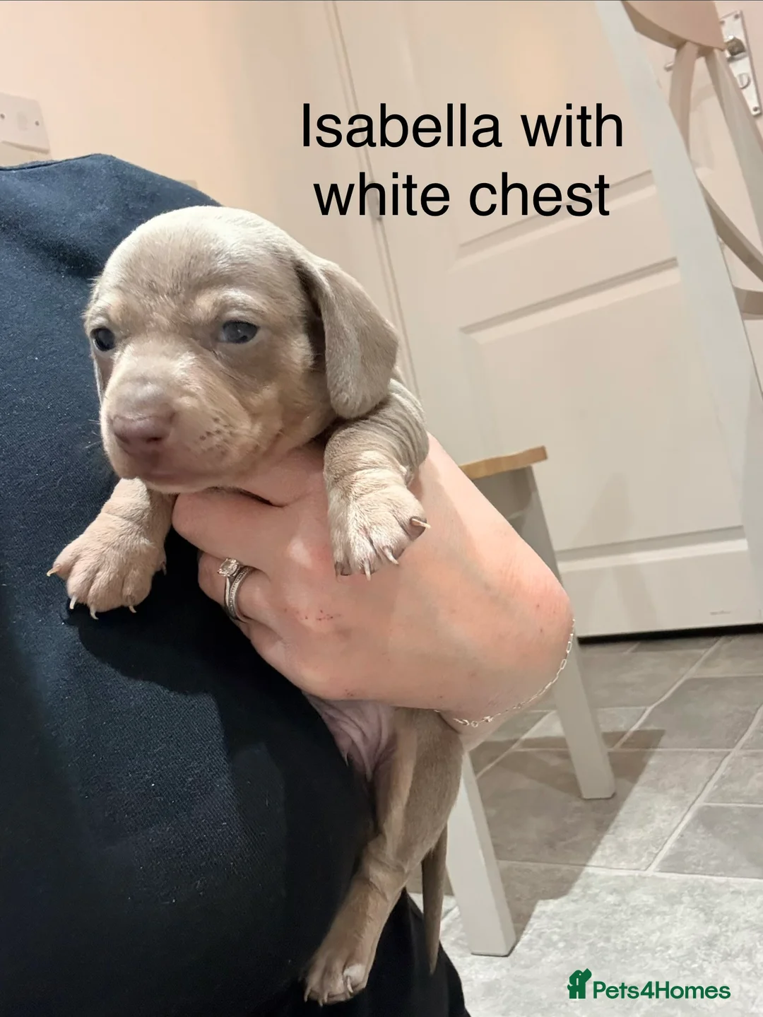 Miniature Dachshund dogs for sale: Stunning litter of Isabella miniature daschunds - Advert 2