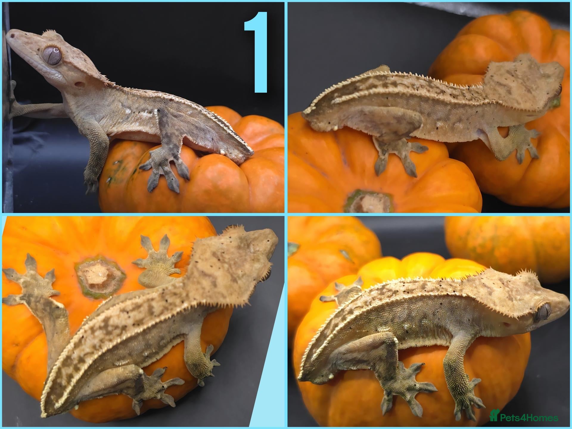 Gecko reptiles various crested geckos - Advert 5