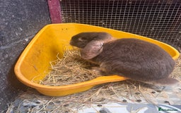English Lop rabbits for sale: 2 male lops for sale  - Image 2
