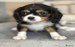 King Charles Spaniel dogs for sale: Beautiful cavalier puppies  - Image 20
