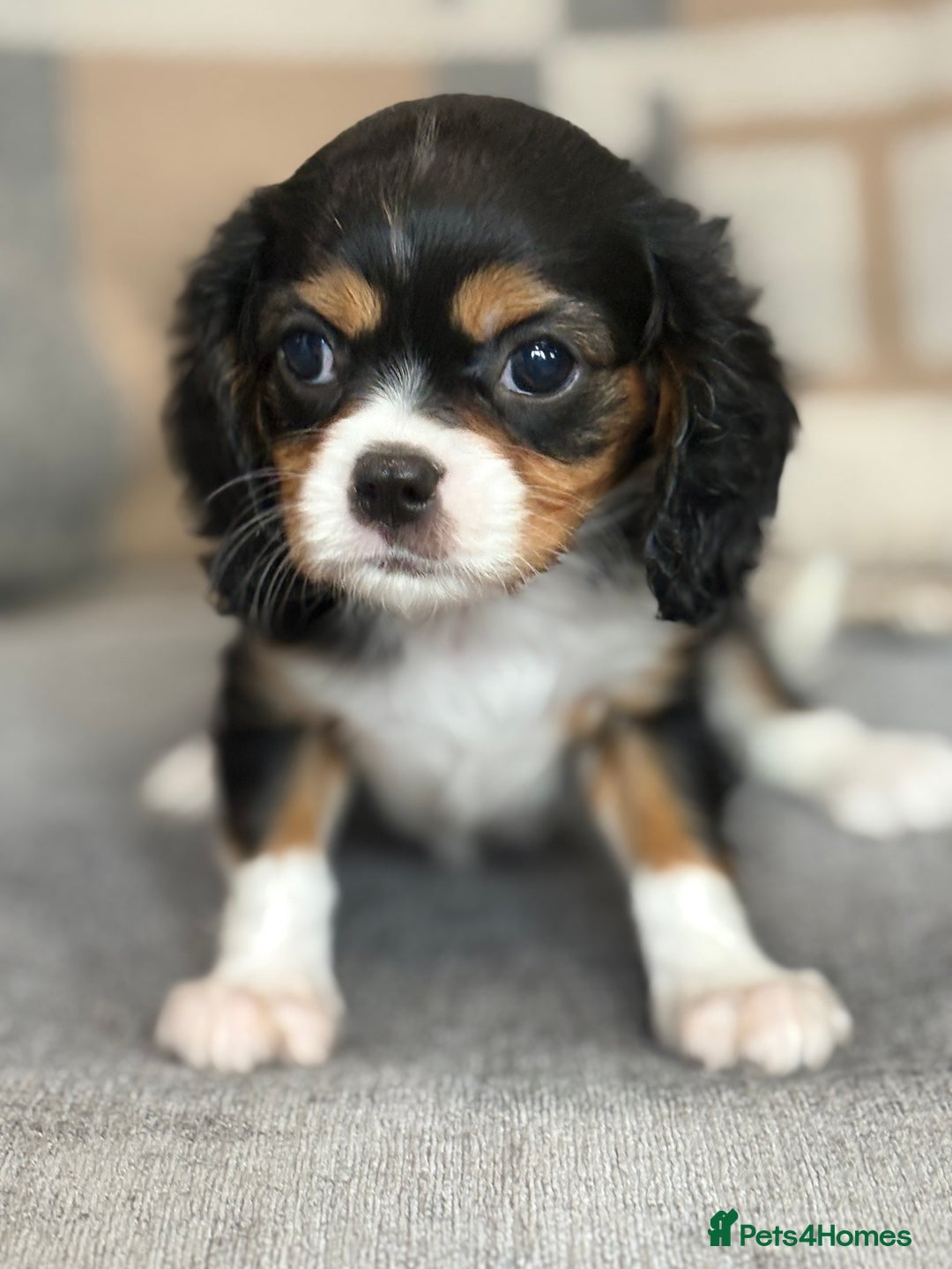 King Charles Spaniel dogs for sale: Beautiful cavalier puppies  - Image 20