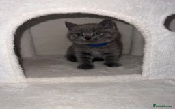 British Shorthair cats for sale: BRITISH SHORTHAIR PEDIGREE - FIRST LITTER - Image 20