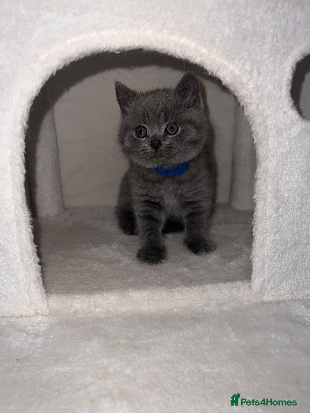 British Shorthair cats for sale: BRITISH SHORTHAIR PEDIGREE - FIRST LITTER - Image 20