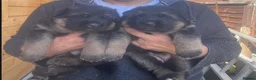 German Shepherd dogs for sale: Exceptional German Shepherd Puppies  - Advert 8