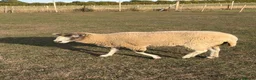 Sheep livestock for sale: 2 x pet sheep looking for loving home in Farnham - Advert 7