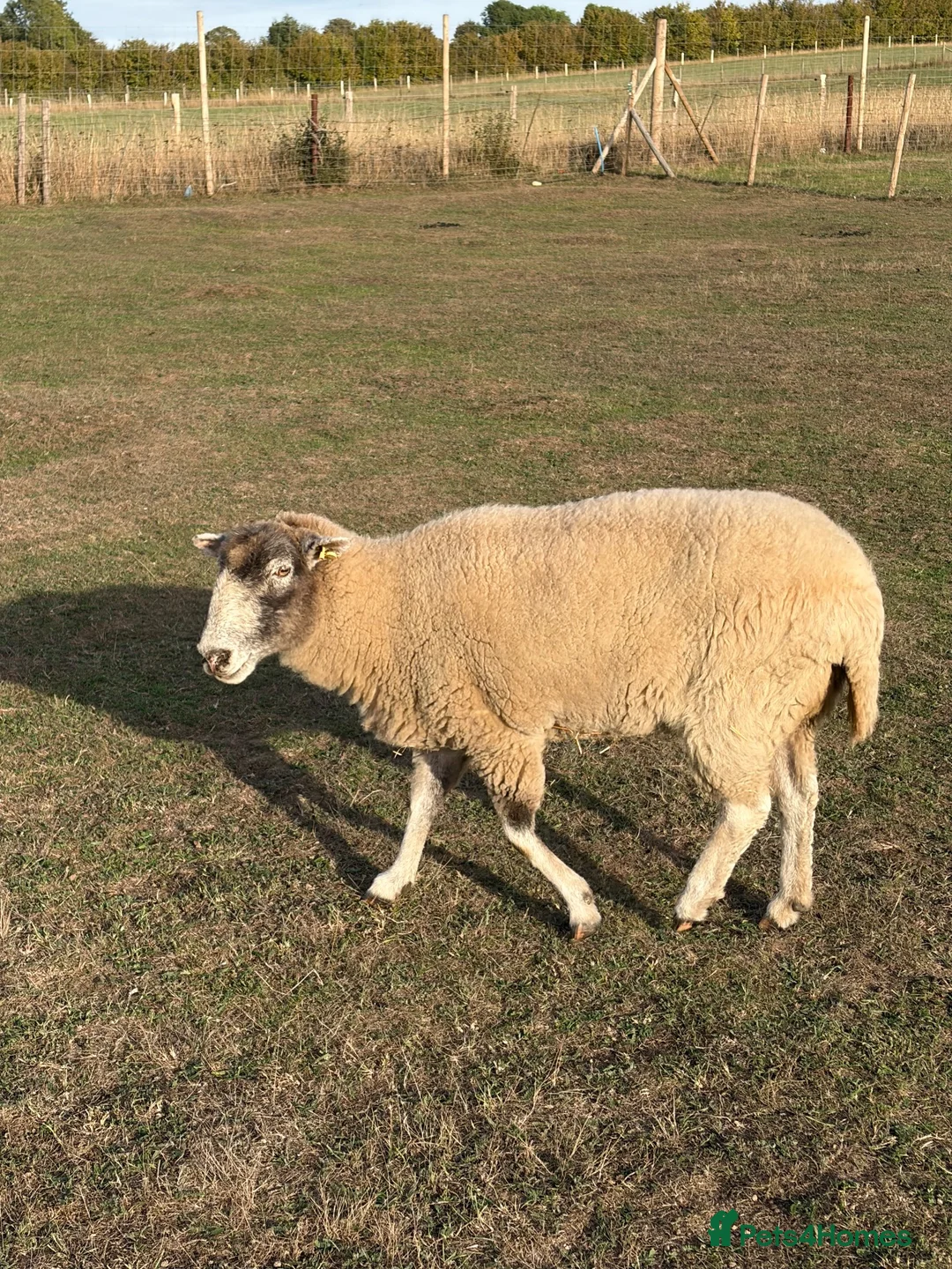 Sheep livestock for sale: 2 x pet sheep looking for loving home in Farnham - Advert 7