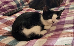Mixed Breed cats for sale: Two kittens - Image 2