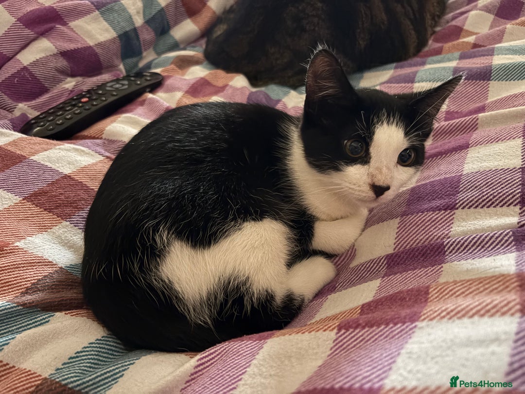 Mixed Breed cats for sale: Two kittens - Image 2