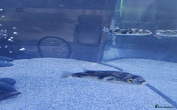 Pufferfish fish for sale: Amazon puffer fish  - Image 5