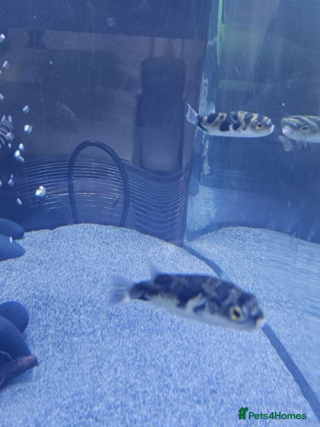 Pufferfish fish for sale: Amazon puffer fish  - Image 5