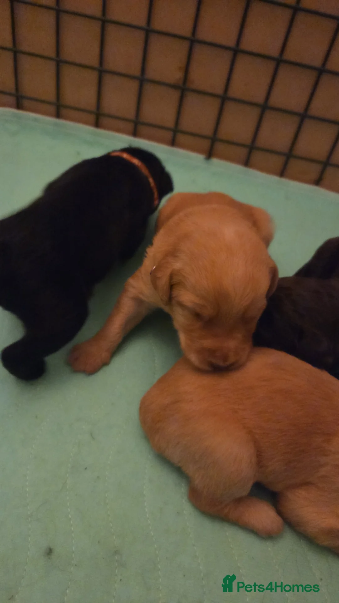 Labradoodle dogs for sale: Labrodoodle Puppies - Advert 15