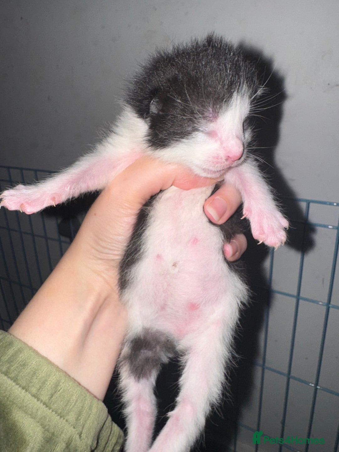 Mixed Breed cats for sale: 5 beautiful kittens PLEASE READ DESCRIPTION  - Advert 7