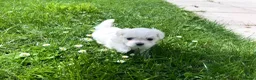 Maltese dogs for sale: Beautiful Maltese Boys in Bristol - Advert 16