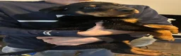 Rottweiler dogs for sale: 9 CHUNKY ROTTWEILER PUPPIES FOR SALE  in Barnsley - Advert 11