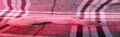Miniature Dachshund 4