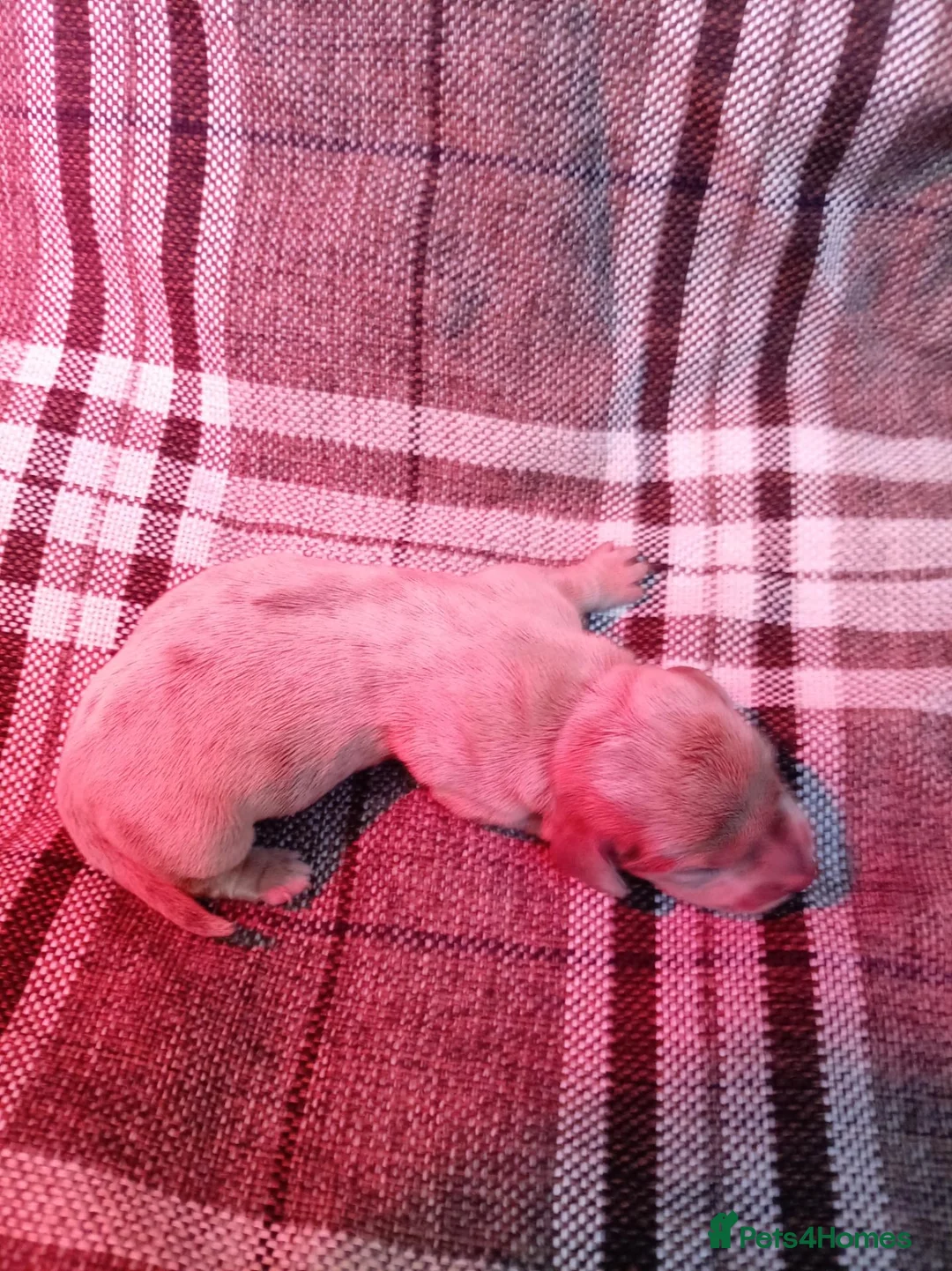 Miniature Dachshund dogs for sale: Miniature Dachshund  in Sheffield - Advert 7