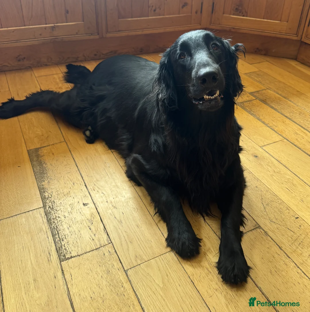 Flat coated Retriever dogs for sale: Flat coated retriever puppies in Gainsborough - Advert 1