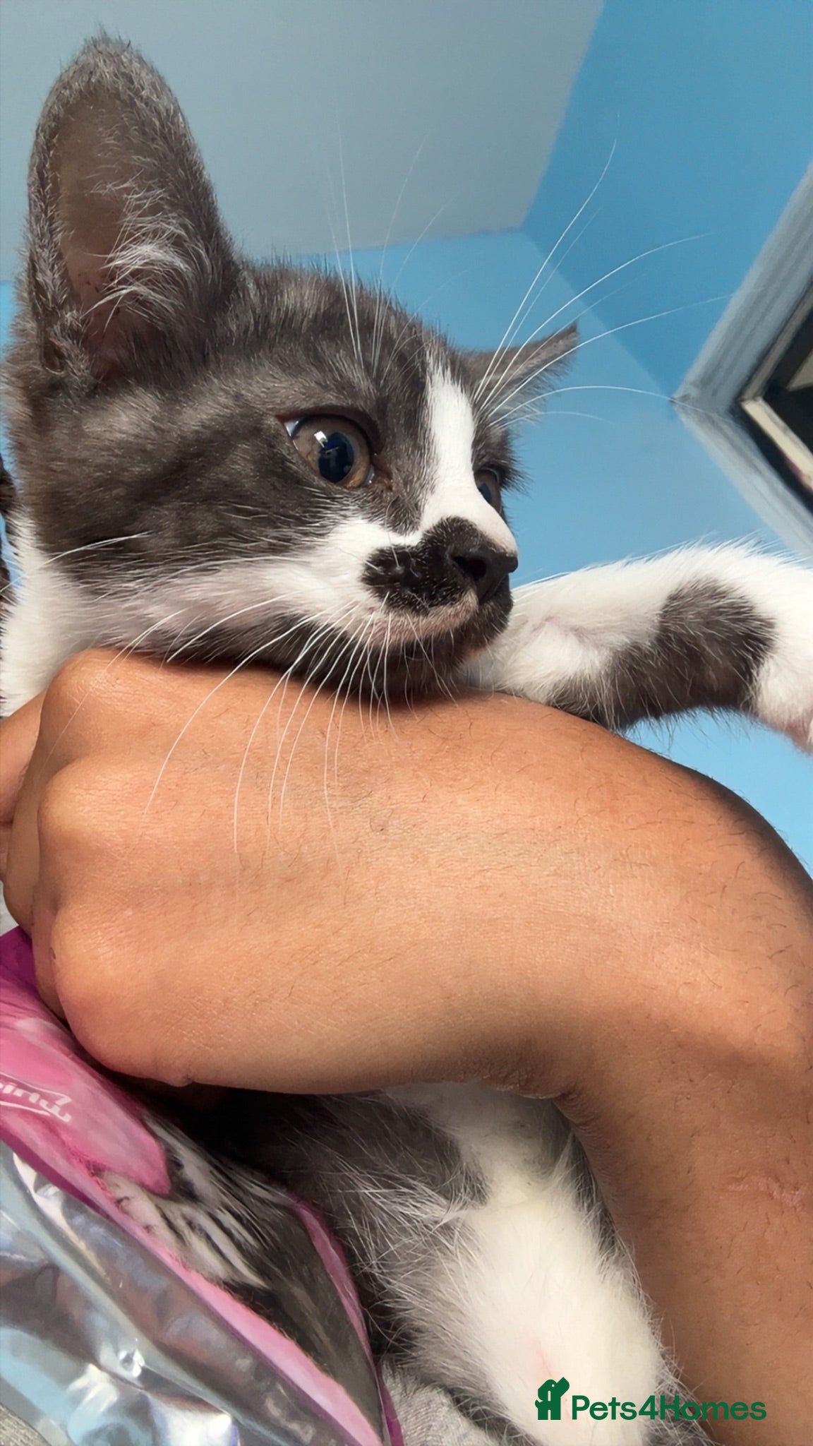 British Shorthair cats 🐾 Beautiful British Shorthair Mum & Her Kittens  - Advert 1