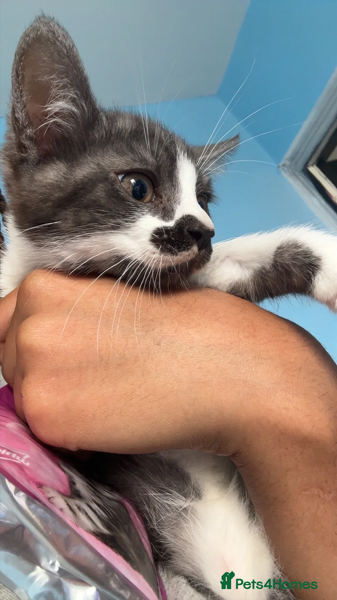 British Shorthair cats for sale: URGENT Beautiful British Shorthair mixed kittens  - Advert 1
