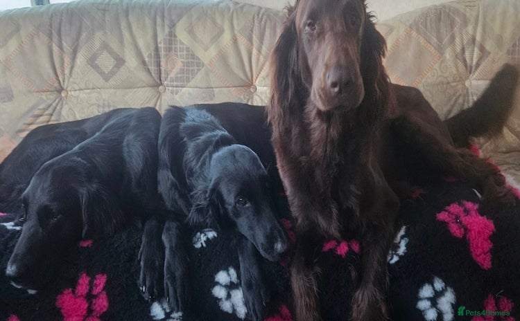 Flat coated Retriever dogs - Advert 1