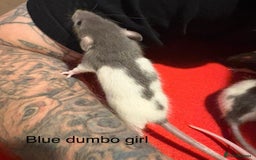 Rat rodents for sale: Baby hooded/variegated/dumbo fancy rats 🩶 - Image 3