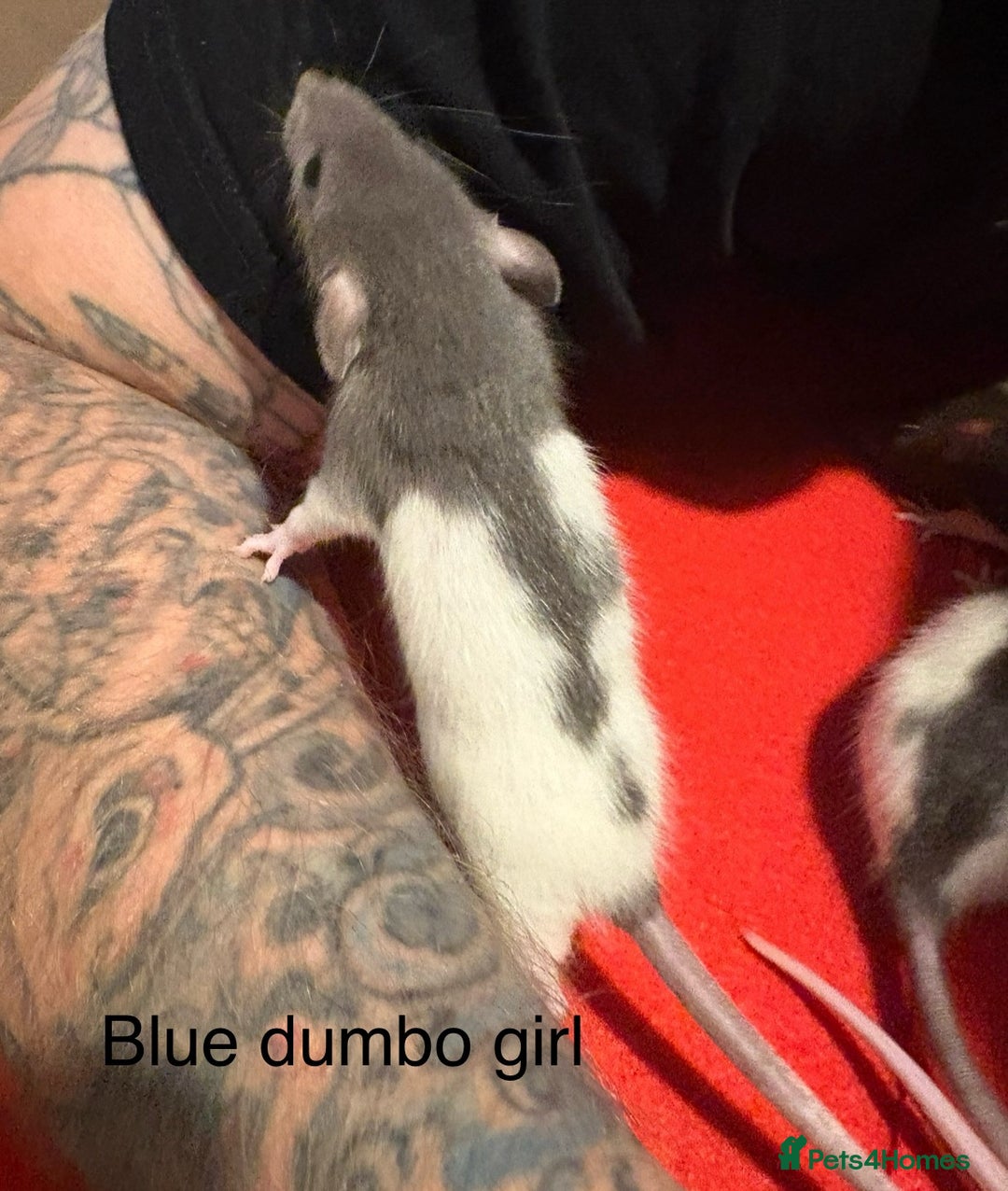 Rat rodents for sale: Baby hooded/variegated/dumbo fancy rats 🩶 - Image 3