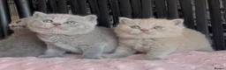 British Shorthair cats for sale: Beautiful Pedigree BSH kittens for sale  - Advert 25