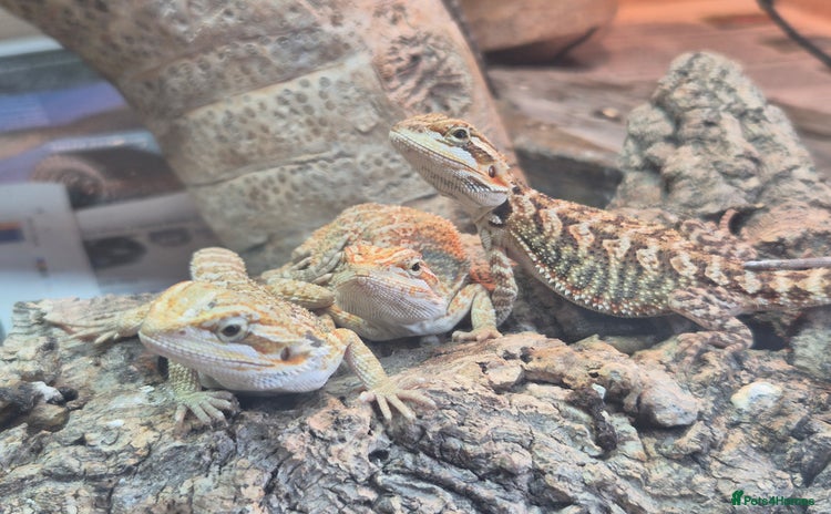 Bearded Dragon reptiles - Advert 1