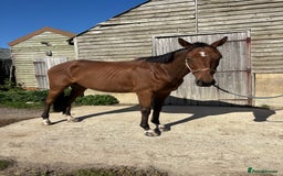 Irish Thoroughbred horses for sale: Companion / project for the further  - Image 4
