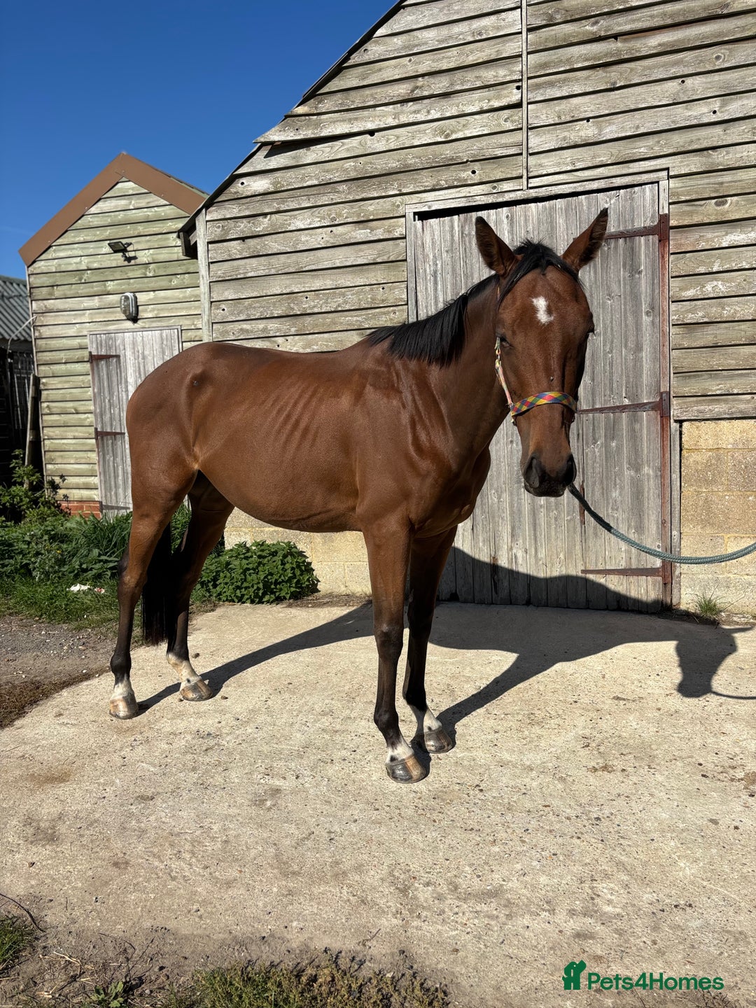Irish Thoroughbred horses for sale: Companion / project for the further  - Image 4