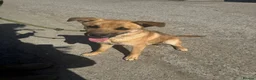 Mixed Breed dogs for adoption: Moccachino - Advert 6