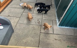 Cocker Spaniel dogs for sale: Working cocker spaniel puppies - Image 10