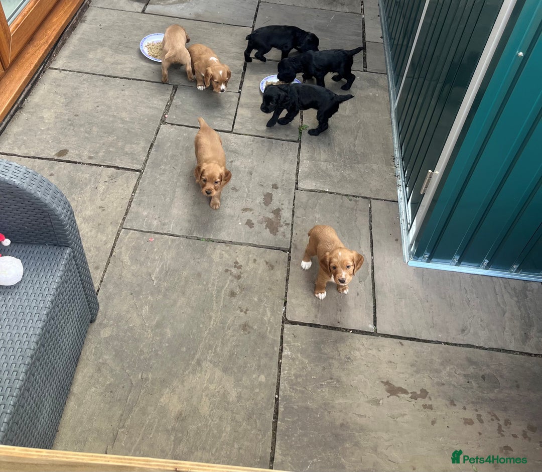 Cocker Spaniel dogs for sale: Working cocker spaniel puppies - Image 10