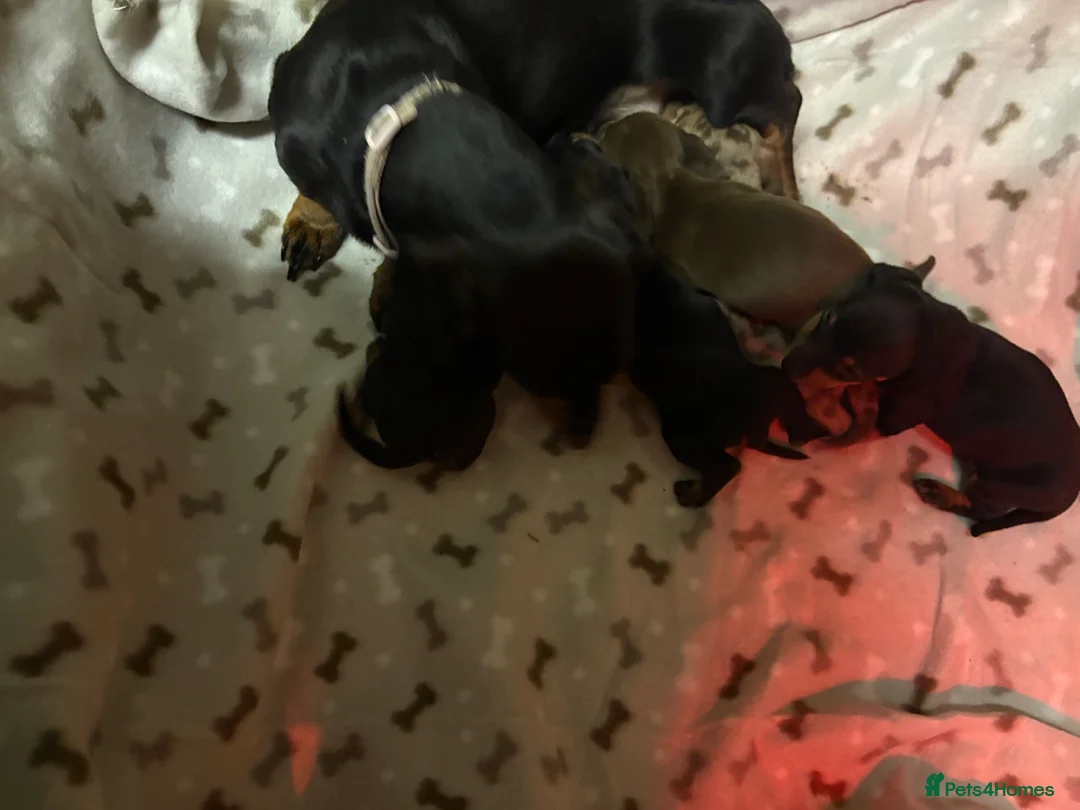 Miniature Dachshund dogs for sale: 5 stunning Dachshund puppies  in Redcar - Advert 21