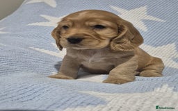 Cocker Spaniel dogs for sale: Health Tested Cocker spaniel puppies  - Advert 13