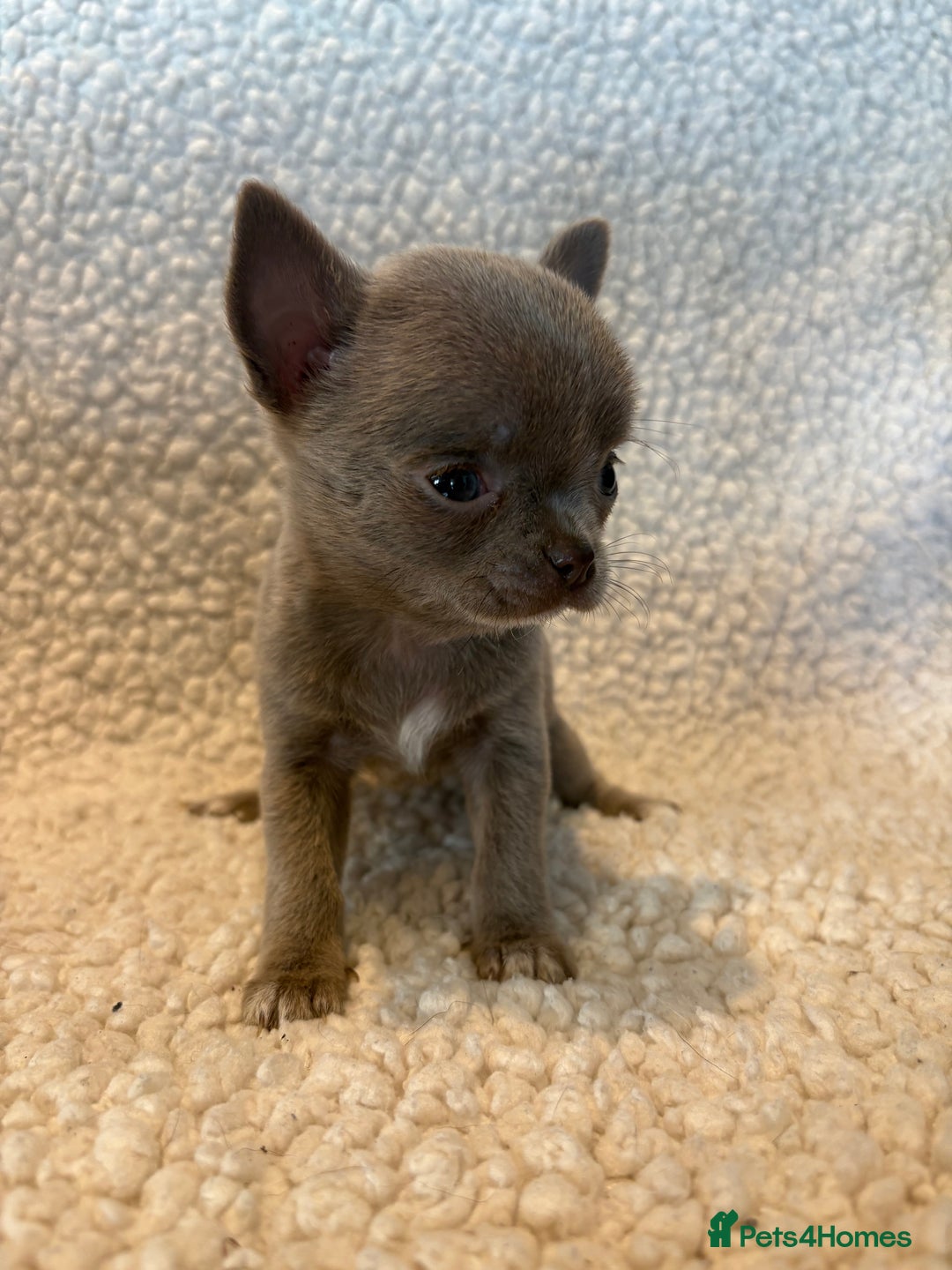 Chihuahua dogs for sale: CHIHUWAHUA PUPPIES. SMOOTH COAT. KC REG. - Image 8