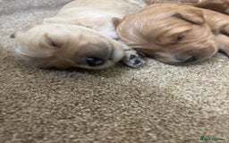 Goldendoodle dogs for sale: F1 goldendoodle puppies. - Image 3