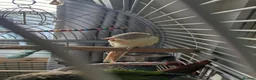 Conures birds for sale: Bonded Pair of Conures (Green Cheek & Pineapple) - Advert 16