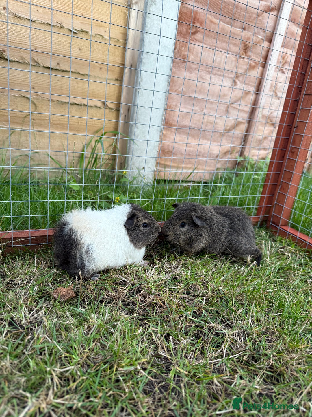 Guinea Pig rodents for sale: Baby Guinea Pigs! - Image 4