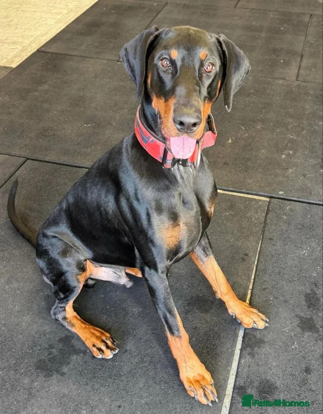 Dobermann dogs for stud: Doberman for stud  - Advert 3